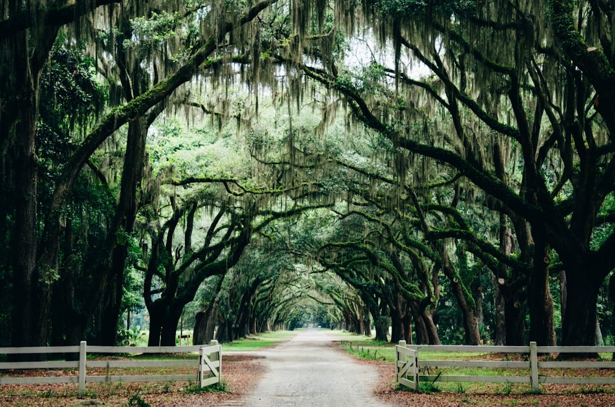 Live oak tunnel draped in Spanish moss in coastal Georgia.